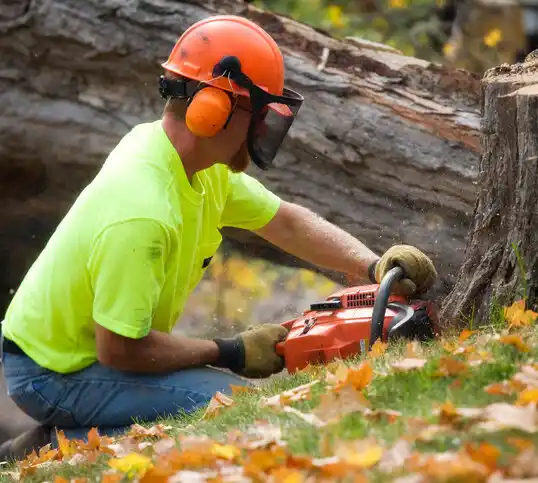 tree services Millbrook